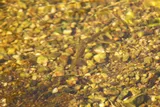 Mexican Molly, photographed in Oaxaca