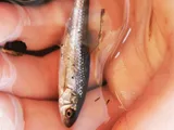 Brassy Minnow, photographed in Ontario