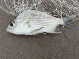 Striped Mojarra, photographed in Sinaloa