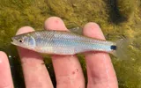 Blacktail Shiner, photographed in Texas