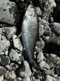 American Shad, photographed in British Columbia