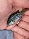 Dollar Sunfish, photographed in Florida