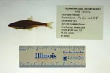 Ozark Minnow, photographed in Illinois