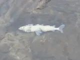 Mountain Whitefish, photographed in British Columbia