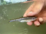 Scarlet Shiner, photographed in Ohio