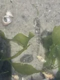 Seaboard Goby, photographed in Delaware