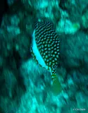 Ostracion whitleyi, photographed in Hawaii