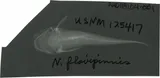 Yellowfin Madtom, photographed in Tennessee