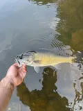 Shoal Bass, photographed in Georgia