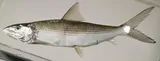 Indo-pacific Bonefish
