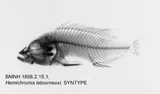 African Jewelfish