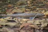 Spotted Sucker, photographed in Tennessee