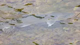 Dolly Varden, photographed in Kamchatka