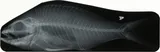 Black Snapper