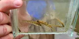 Blueside Darter, photographed in Georgia