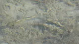 Pecos Pupfish, photographed in New Mexico