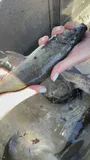 Sacramento Blackfish, photographed in California