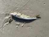Gulf Minkfish, photographed in Florida