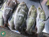 Speckled Pavon, photographed in Amazonas
