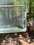 Greenbreast Darter, photographed in Alabama