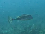 Trunkfish, photographed in West Bay