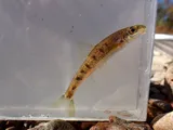 Blotched Chub, photographed in Tennessee