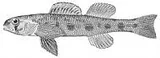 Channel Darter, photographed in New York