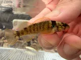 Yoke Darter, photographed in Arkansas