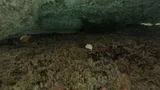 Painted Moray, photographed in Flacq