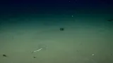American Angler