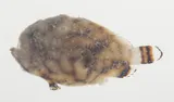 Pygmy Frogfish, photographed in Leeward Islands