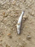 Mobile Logperch, photographed in Alabama