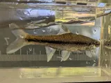 Pugnose Minnow, photographed in Mississippi