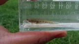 Least Darter, photographed in Ohio