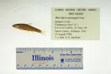 Orangefin Shiner, photographed in Alabama