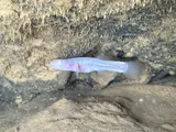 Southern Cavefish, photographed in Kentucky