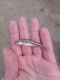 Yellowfin Shiner, photographed in South Carolina