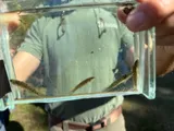 Watercress Darter, photographed in Alabama