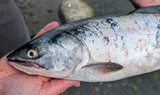 Pink Salmon, photographed in British Columbia
