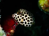 Spotted Trunkfish, photographed in West Bay