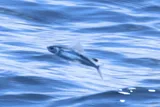 Atlantic Sailfin Flyingfish