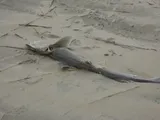 Dusky Smooth-hound, photographed in Virginia