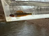 Gilt Darter, photographed in Kentucky