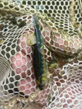 Roanoke Darter, photographed in North Carolina