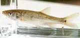 Hardhead, photographed in California
