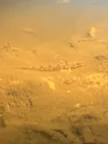 Waccamaw Darter, photographed in North Carolina