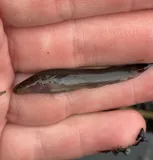 Spring Cavefish, photographed in Tennessee