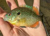 Northern Sunfish, photographed in Michigan