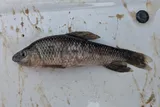 Lake Chubsucker, photographed in Mississippi