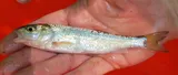 Fallfish, photographed in Maryland
